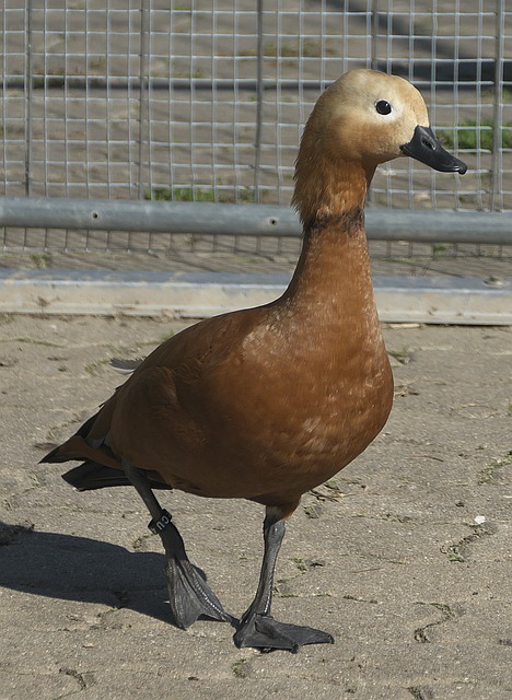 并与渔船上